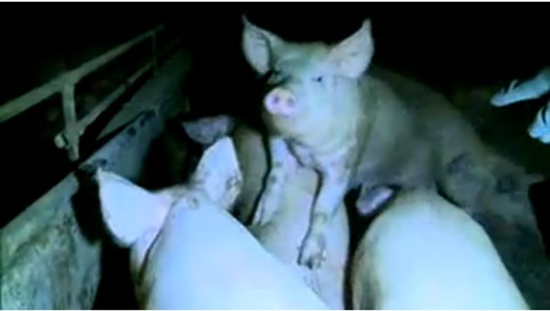 Gli allevamenti di maiali